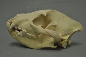 점박이하이에나의 두개골