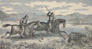 영국 장교가 말을 타고 곰을 사냥하는 모습