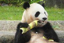 오른쪽 앞발로 대나무를 잡고 먹는 대왕판다(어드벤처 월드에서) 2021년 5월 촬영