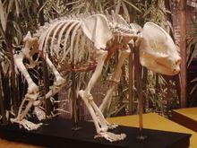 대왕판다(톤톤)의 골격 표본(국립과학박물관 소장)