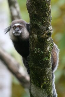 남부 바이아(Bahia)에 있는 Wied's 마모셋