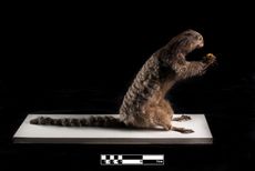 상파울루 수의 해부학 박물관 FMVZ USP에 전시된 검은술마모셋 박제