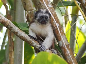 조프루아타마린 새끼, 가툰 호수, 파나마