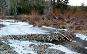 진흙이나 나뭇가지가 적을 때는 돌을 사용해 댐을 만든다.