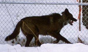 유전학 연구에 따르면 검은 털을 가진 늑대는 털색이 가축화된 개에서 처음 발생한 돌연변이에 기인한다.