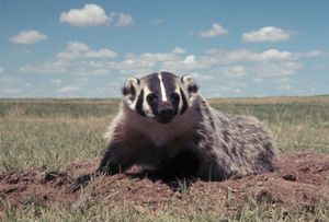 굴 근처에 앉아있는 아메리카오소리