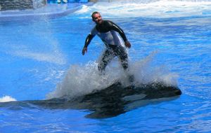 씨월드 올랜도에서 범고래 카티나 위에서 "서핑"하는 트레이너