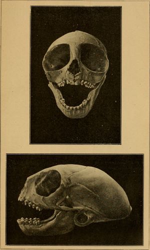 니크티피테쿠스 아자라이}}