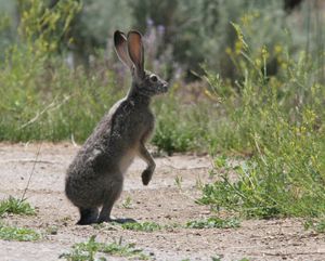 Lepus californicus