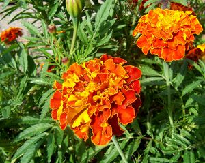 Tagetes patula