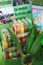 페리아 데 파추카에서 병에 담긴 풀케 전시