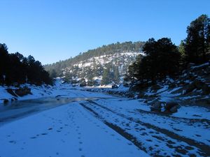 눈 속의 치와와 흰 소나무.