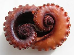 재료로 사용되는 문어