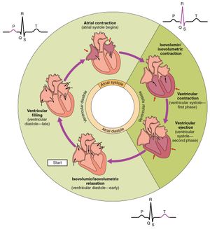 심전도와 관련된 심장 주기