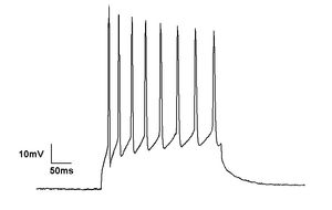 규칙적인 스파이크 활동을 보여주는 tonic firing pattern
