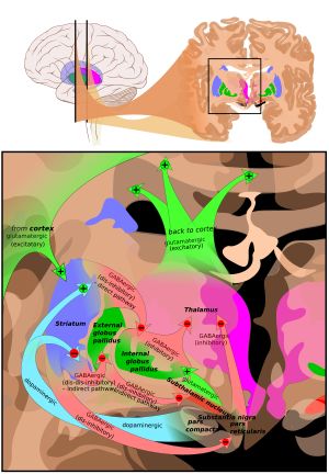 기저핵의 주요 회로 개요. 흑색질은 검은색으로 표시. 관련된 기저핵 구조를 포함한 겹쳐진 2개의 관상 절단면. + 및 - 기호는 각각 흥분성/억제성 경로를 나타냄. 녹색 화살표는 흥분성 글루탐산 경로, 빨간색 화살표는 억제성 GABA성 경로, 청록색 화살표는 도파민성 경로(직접 경로: 흥분성, 간접 경로: 억제성)를 나타낸다.