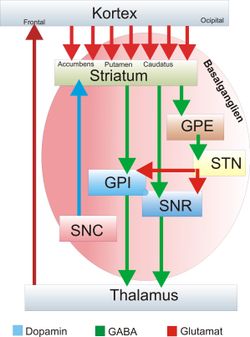 대뇌 기저핵을 둘러싼 신경 회로의 상관 관계 모식도. 글루탐산 작동 경로는 빨간색, 도파민 작동성 경로는 파란색, GABA 작동성 경로는 녹색으로 표시. Kortex: 대뇌 피질. Striatum: 선조체. SNC: 흑질 치밀부. GPI: 창백핵 내분절. SNR: 흑질 망상부. GPE: 창백핵 외분절. STN: 시상하핵. Thalamus: 시상.