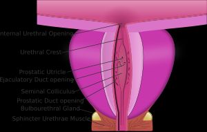 전립선 외 요도 괄약근 섬유 내의 망울요도샘