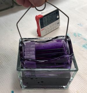 헤마톡실린 염색액에서 슬라이드 랙을 꺼내는 모습.