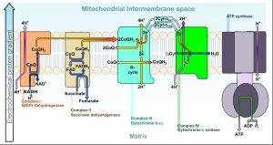 미토콘드리아 막 사이 공간에서의 전자 전달계