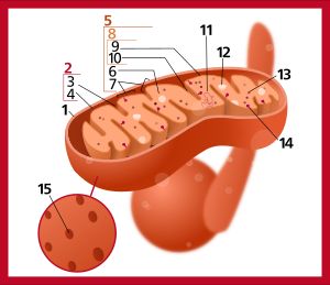 미토콘드리아의 구조 
