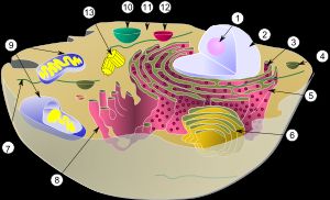 동물 세포의 세포 소기관 구성. 세포소기관: (1) 인(nucleolus) (2) 세포핵 (3) 리보솜 (4) 소낭(vesicle) (5) 조면 소포체 (RER) (6) 골지체 (7) 세포골격 (8) 활면소포체(SER) (9) 미토콘드리아 (10) 액포(vacuole) (11) 세포질 (12) 리소좀 (13) 중심체