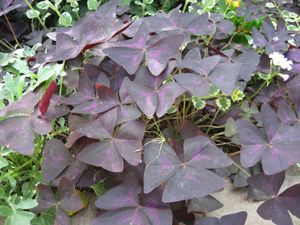 Oxalis triangularis의 줄기에는 옥살산이 들어 있다.