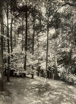 German Deciduous Forest, Krefeld (1939), The Phillips Collection