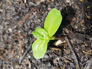 난쟁이 해바라기 묘목