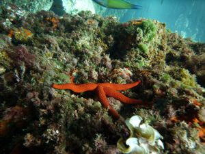 카르타헤나의 산호초