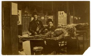 19세기 미국의 해부