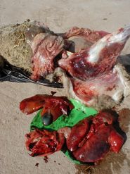 이 사후 부검은 급성 용혈성 폐렴과 일치하는 병변을 보여주며, 이는 Pasteurella haemolytica에 기인할 수 있다.