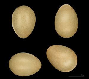 Luscinia megarhynchos