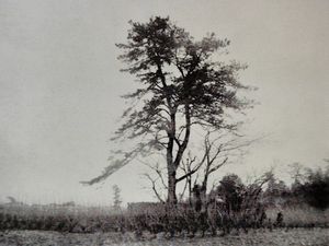 1916년경의 옷걸이 소나무