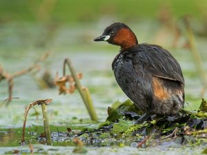 브뤼셀, 벨기에