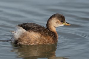 튀니스 호수, 튀니지