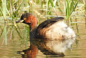 바라트푸르, 라자스탄, 인도