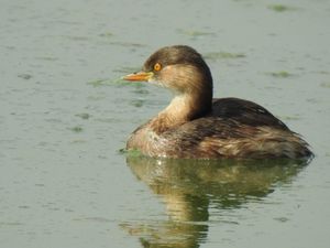 코임바토르, 타밀나두, 인도