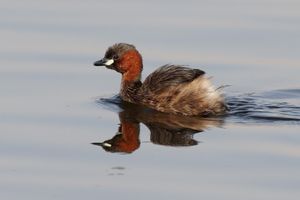 알 자흐라, 쿠웨이트