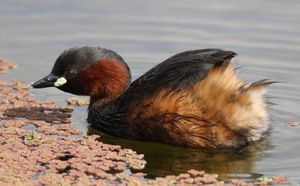 마리에베일, 하우텡, 남아프리카