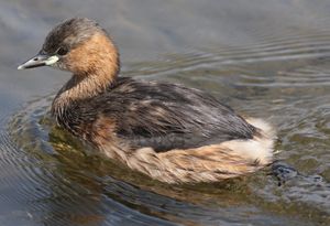 마리에베일, 하우텡, 남아프리카
