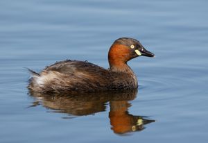 사카이, 오사카, 일본