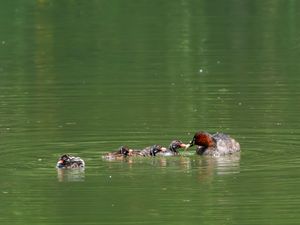 논병아리의 어미와 새끼