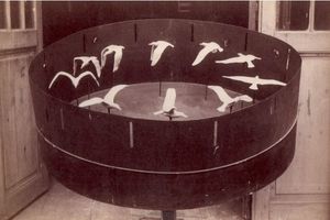 갈매기 비행의 여러 단계를 조각한 열 개의 조각상이 있는 Marey의 1887년 조이트로프