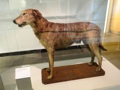 아이리시 울프하운드, 얼스터 박물관, 벨파스트