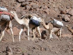 알제리의 낙타 대상. 낙타는 사막에 적응한 가축이며, 사막 무역의 획기적인 확장에 기여했다