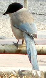 중국에서 촬영된 개체.