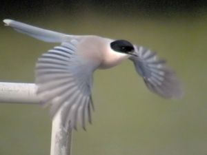 날개 끝의 검은 깃은 날개를 펼쳐야 드러난다.