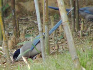 조릿대숲 바닥을 헤집는 물까치들(홍콩).