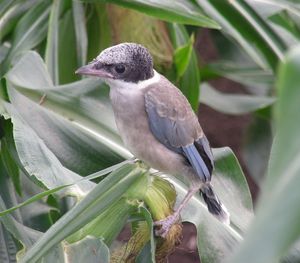 이소 직후의 어린 물까치. 털갈이가 끝나지 않았다(일본).